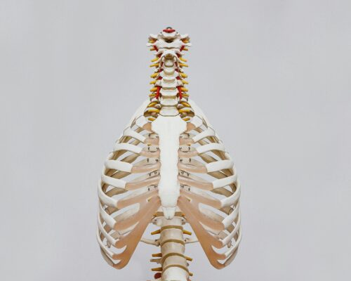 Breathe Easier: How Chiropractic Care Supports Better Posture and Lung Health