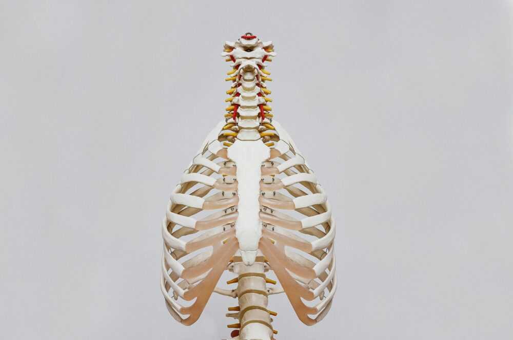 Breathe Easier: How Chiropractic Care Supports Better Posture and Lung Health